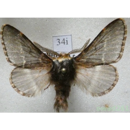 Poecilocampa populi (Linnaeus, 1758) male Czech34i
